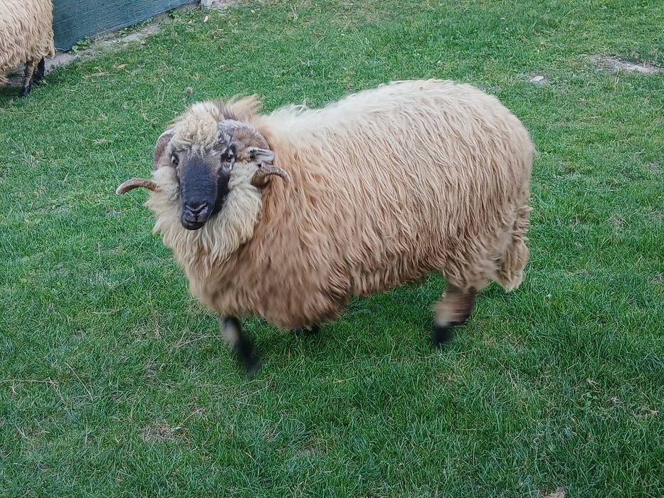 Vînd (schimb) berbec mior bucălău