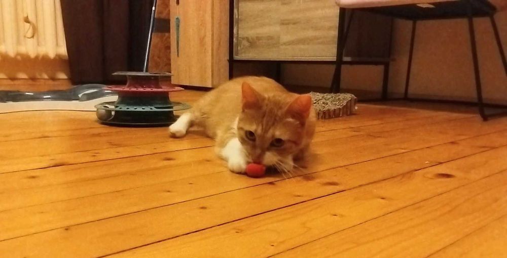 Кюфтенце търси дом