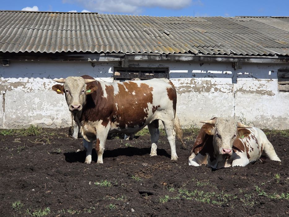 Продам быков симментальской породы