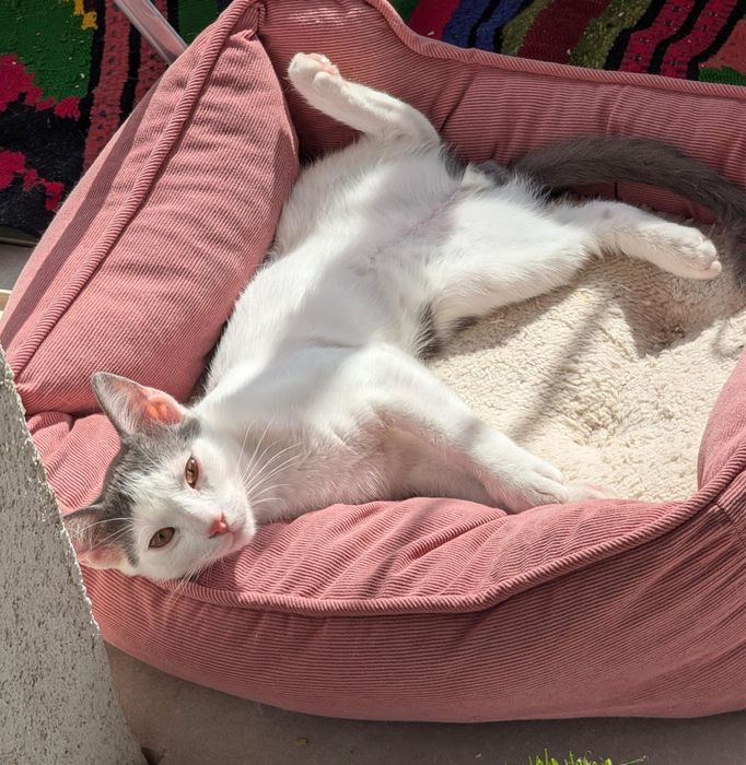 Adoptie - 3 frati wow, ne cautam omul (impreuna sau separat)