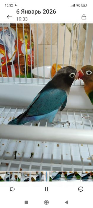 Неразлучники фишер . пара