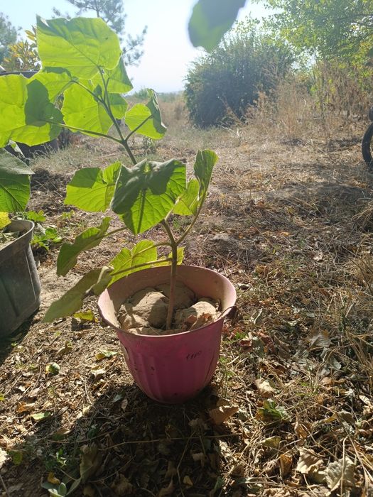Продам саженцы Павлонии в горшках