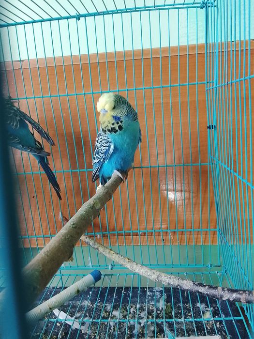 Продаю волнистых попугаев