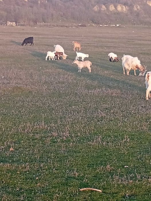 Iezi de vânzare 50 lei bucata