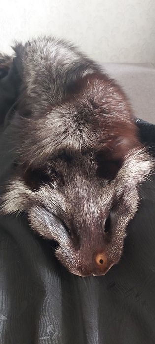 Продам шубу мутон, песец