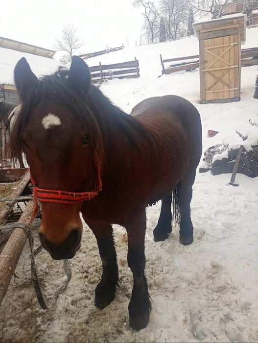 De vânzare mânză de 3 ani și cal de patru ani