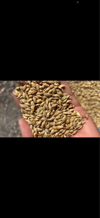 Продам ячмень со склада сухой,чистый. За наличку.