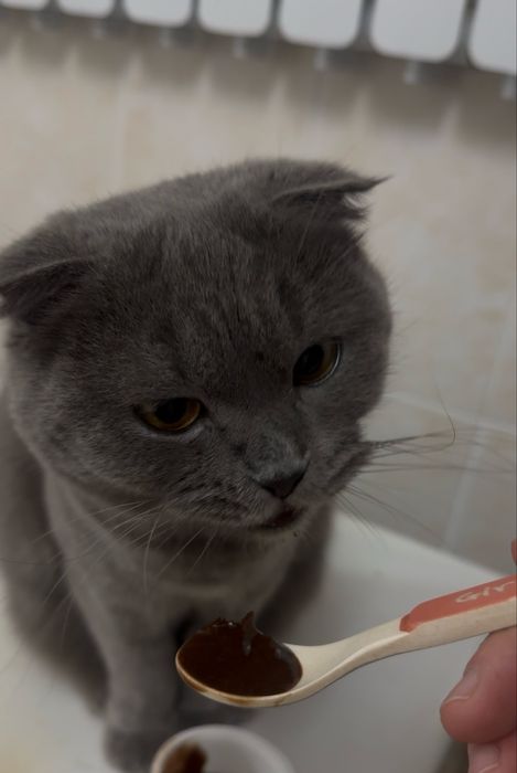 Продается кошка 1год 5 мес ей имья «Маша»