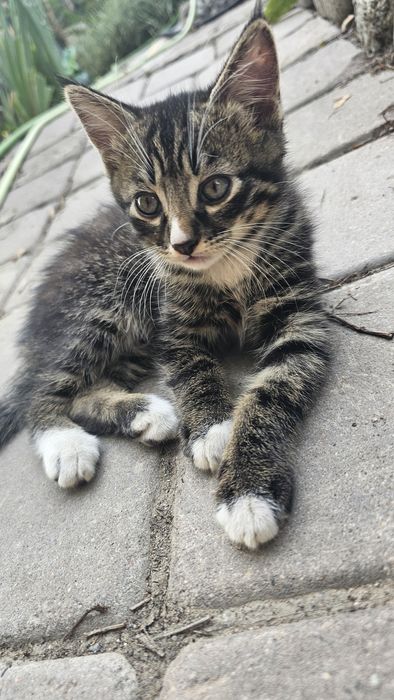 Котята. Коты. Кошки. Дети кошки