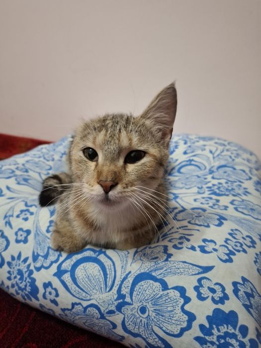 Besplatnaya koshka Mushuk hadyaga
