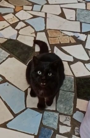 Котенок  мальчик