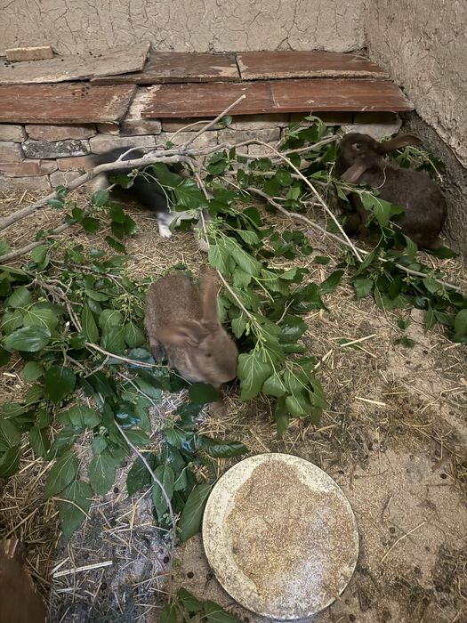 Породалы қояндар сатылады