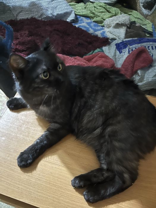 Отдам кота 2 года