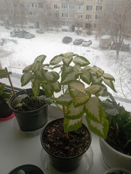 Колеус цветок комнатный