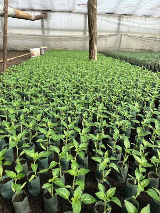 Rasaduri rosii pentru sere si solarii