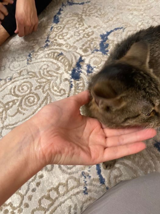 Отдам котенка в добрые руки