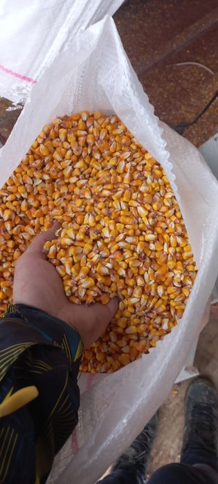 Vand porumb,grau, tarata,orz ,  ,mazare,uruiala,