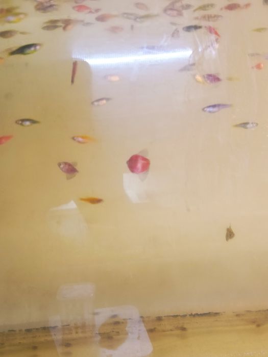 Продам данио, тернеции.