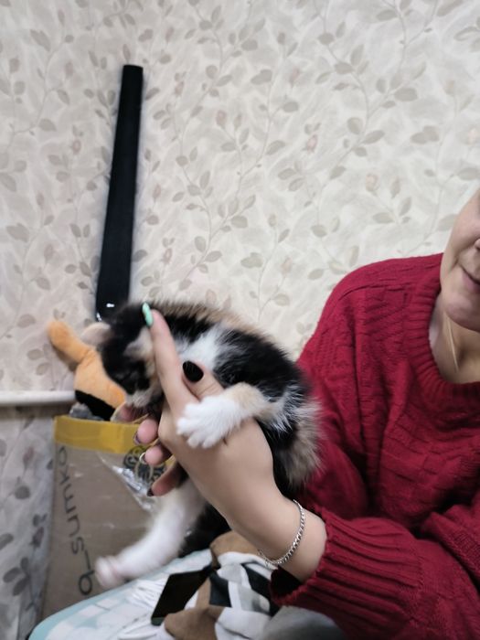 Отдам котят , Девочки 2 месяца)