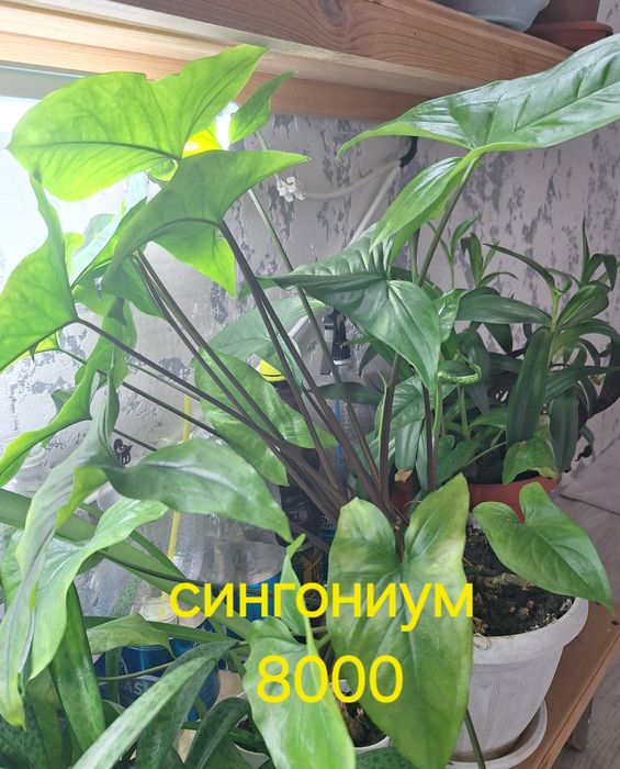 Продам домашние цветы