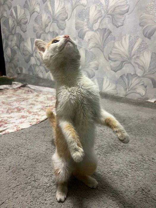 4 oylik ugilbola mushgcha