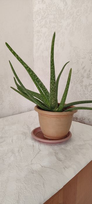 Продаю комнатные цветы разные