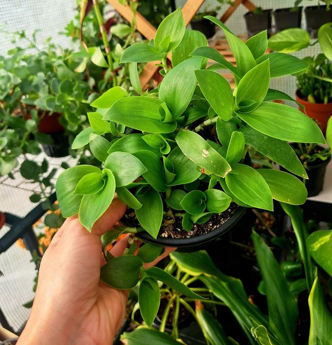 Plante de interior