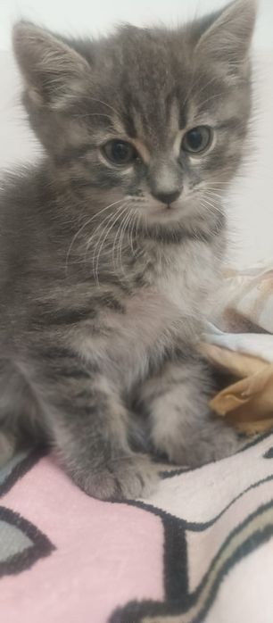 Котята от Шотландской кошки