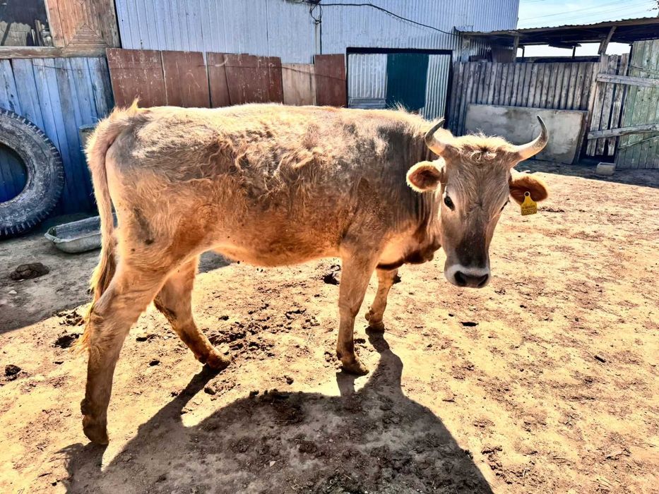 Сиыр сатамын 3жас 3 ай