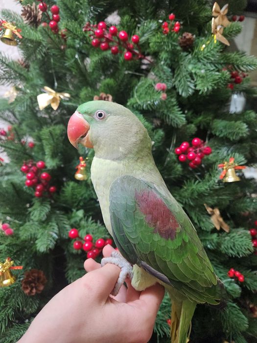 Александрийский попугай (самочка)Не ручная