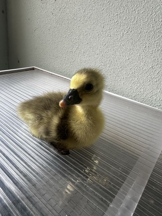 продаются Гусята