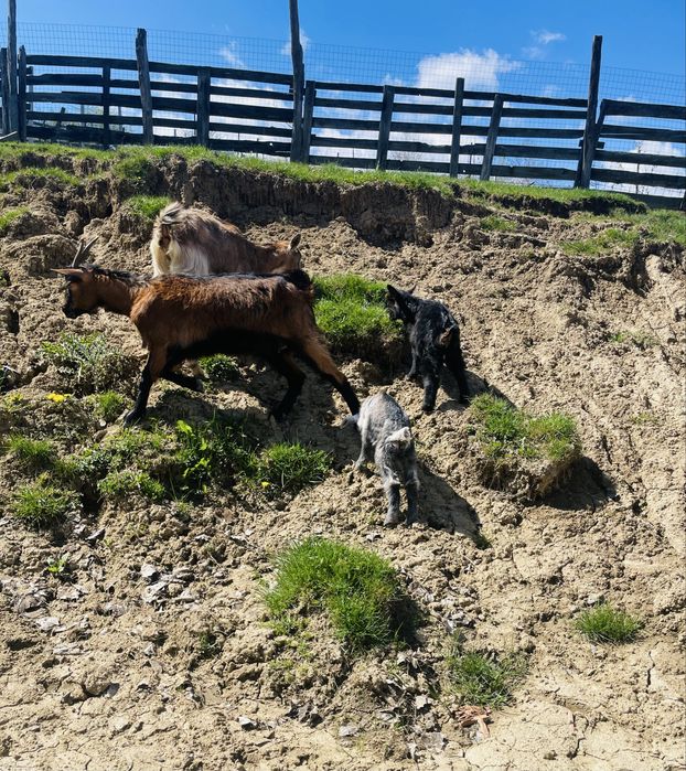 Vand un tap alpin francez deosebit si 2 caprite la prima fatare Casin ...