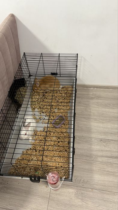 Iepuri de casa de vanzare  cu cusca si dozator de apa