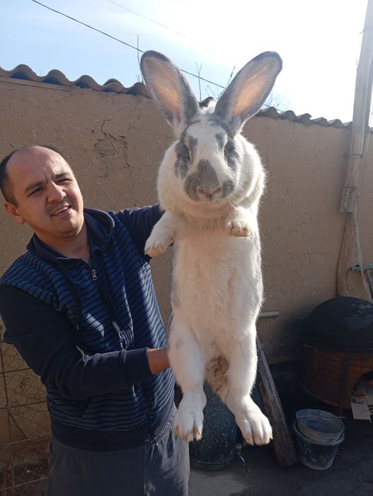 Rasmda onasiyam bor 6 kg velikan quyon bolalari