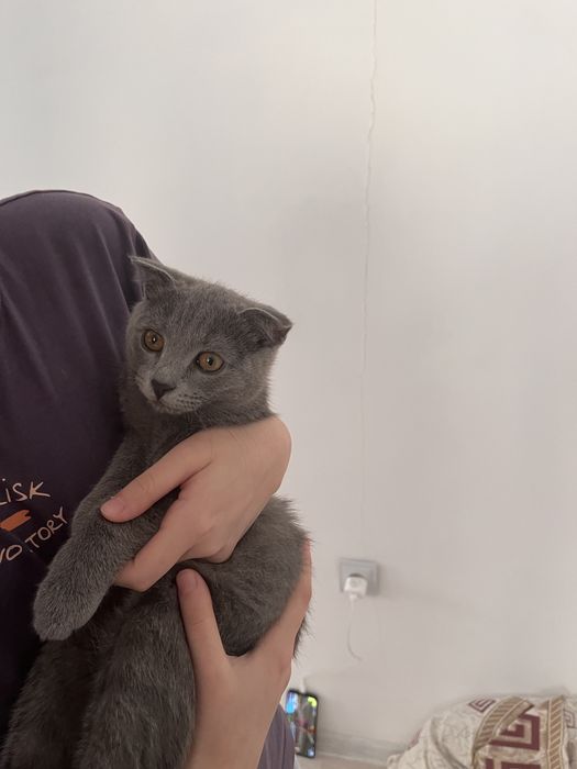 Котенок Бритиш вислоухий
