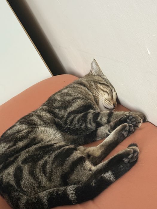 Потерялся кот Феликс