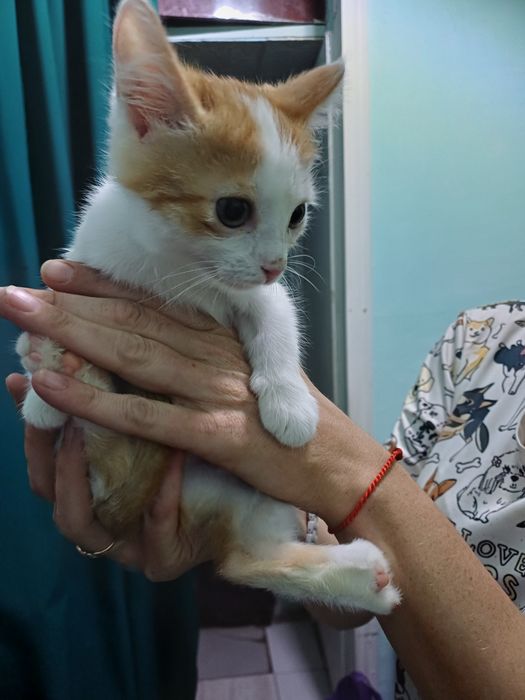 Котёнок-львёнок  - счастье в Ваш дом