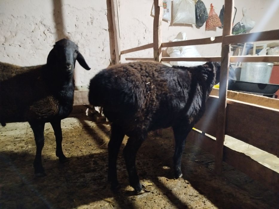 Quchqorlar sotiladi hali yosh