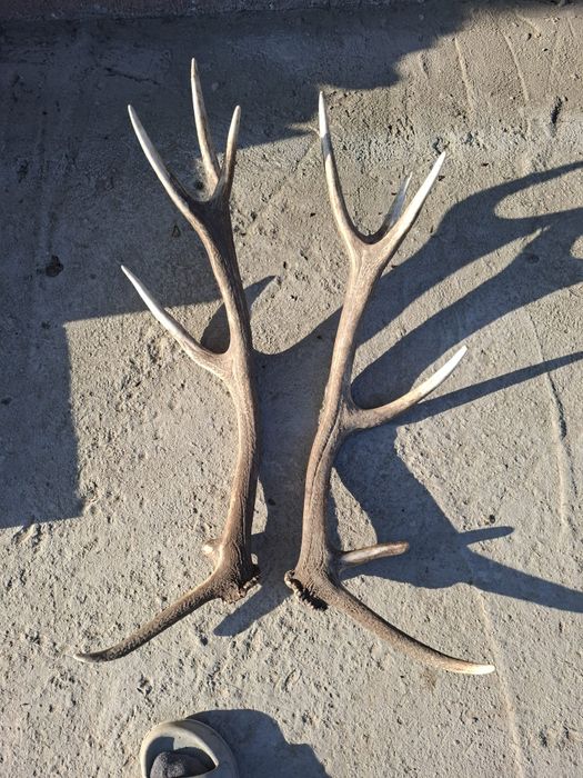 Coarne de cerb naturale – 3 bucăți – mari, pentru decor/trofeu