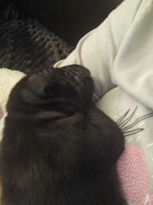 Căței Amstaff  caută familie iubitoare