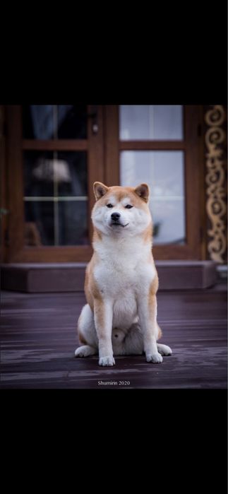 Кобель Сиба Ину для вязки .