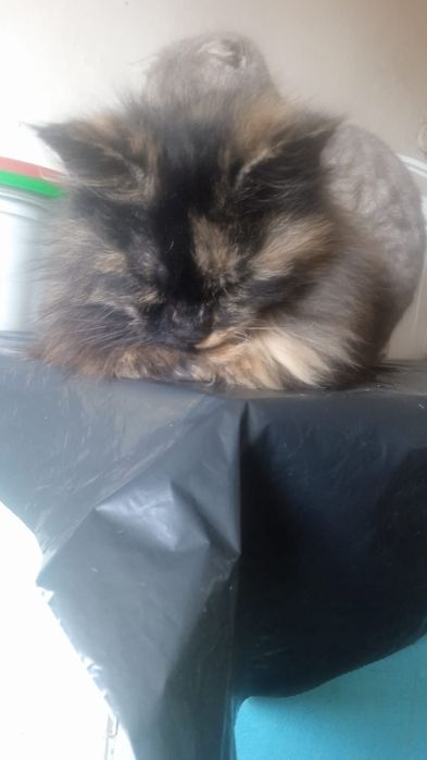 Котята бесплатно