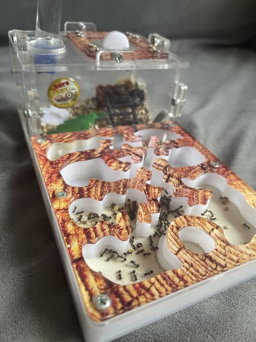 Муравьиная ферма