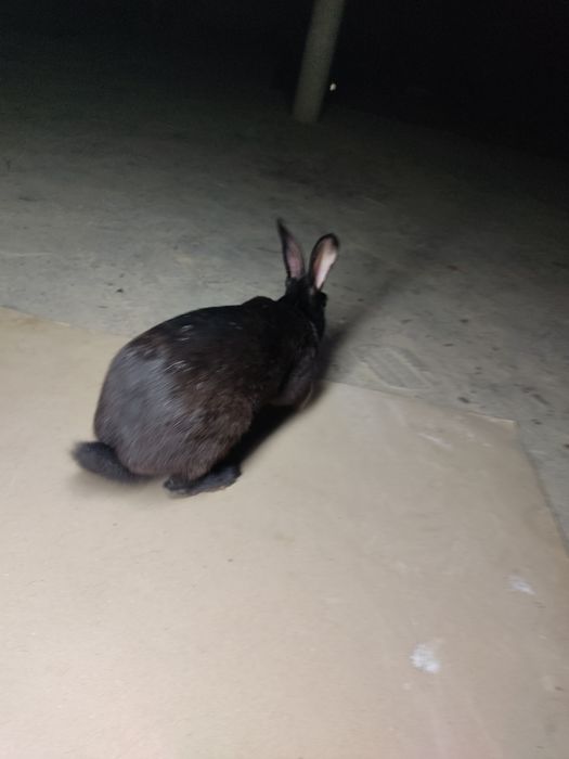 Erkak quyon sotiladi