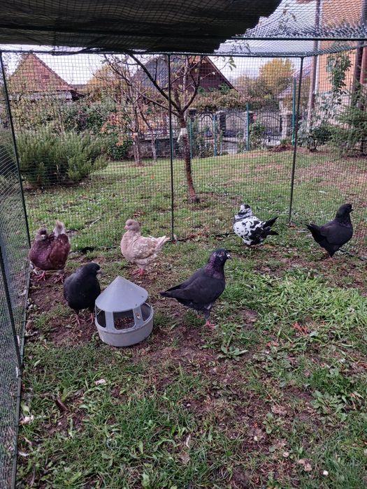 Vind  șapte porumbei.