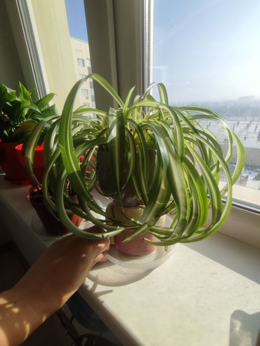 Хлорофитум для офиса и дома