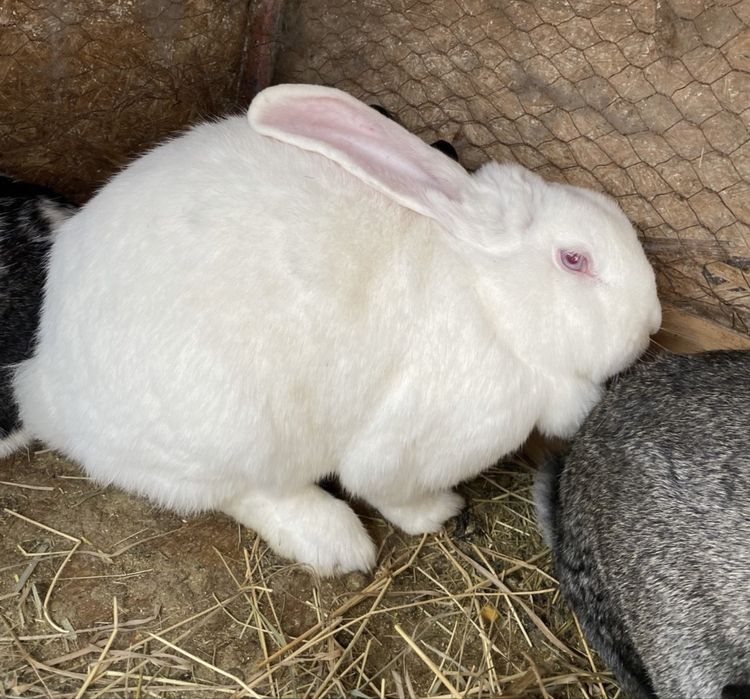 Dau la schimb ieburi, masculi/femele pe gaini