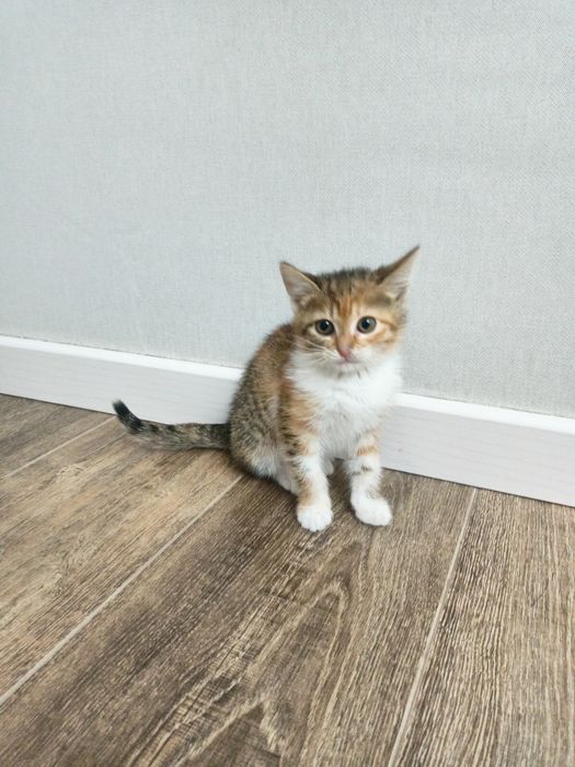 Отдам кошку безплатно