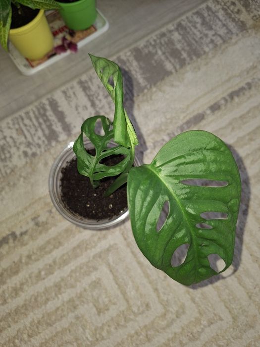 Шефлера, Колеус тб.үй гүлдері