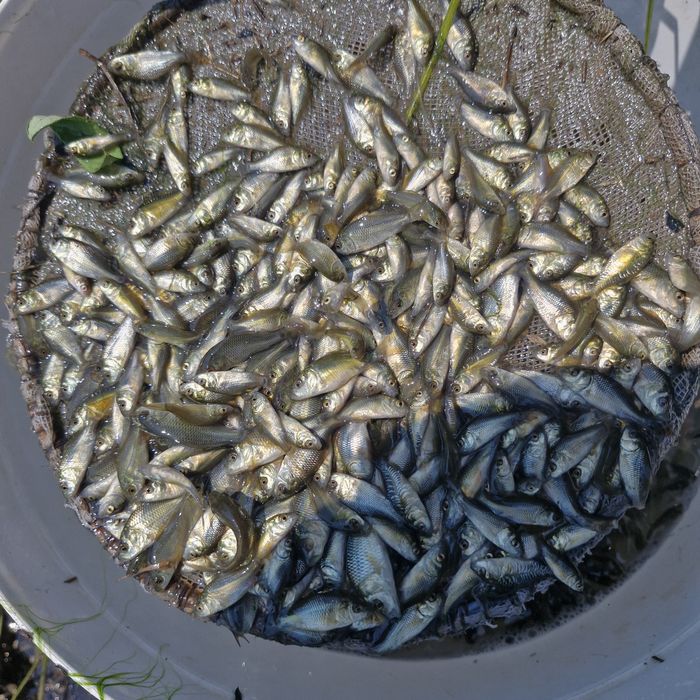 Puiet de crap predezvoltat